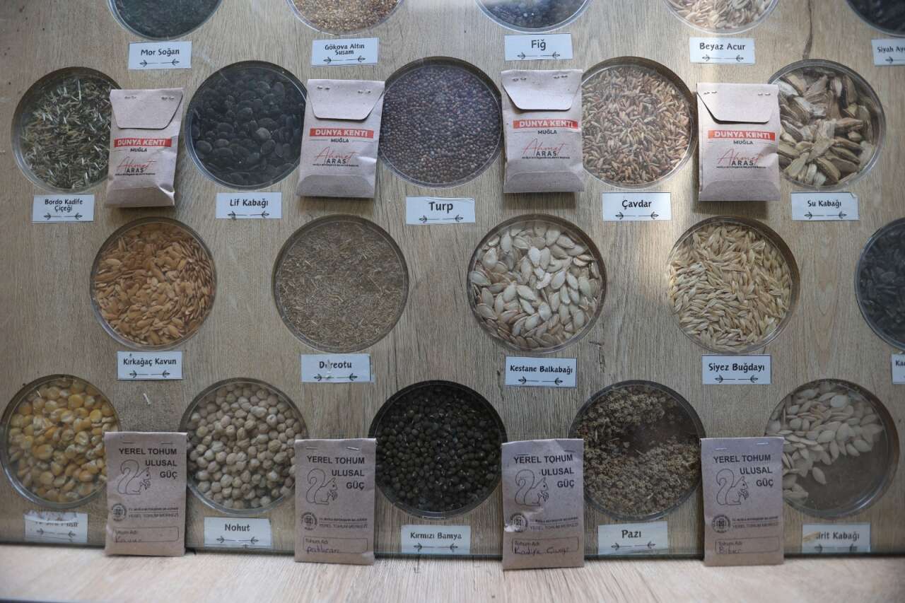 Muğla’nın Ata Tohumları Ülke Toprakları ile Buluşmaya Devam Ediyor 1